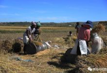 【农业合作】中国农业技术解锁非洲“丰收密码”-中非友好经贸发展工作委员会