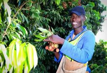 广东荔枝，种遍了非洲！当地种植户准备来广东了-中非友好经贸发展工作委员会