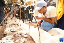 “不只是食物，更是希望”——为非洲孩子餐桌带去希望的“中国草”-中非友好经贸发展工作委员会